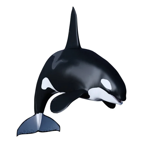 3D rendu orque épaulard sur blanc — Photo