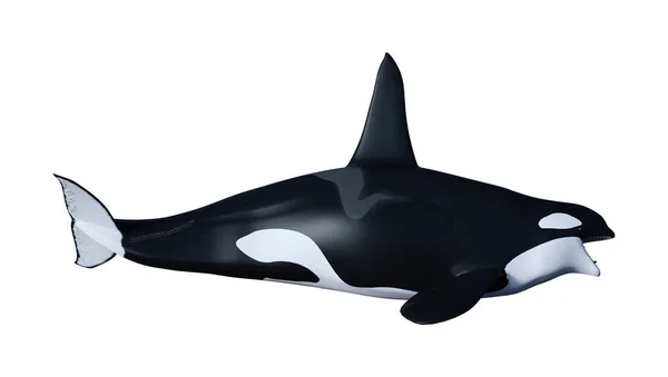 3D Rendering Orca Killer Whale on White — Stock Photo, Image