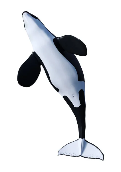 3D Rendering Orca Killer Whale on White — Stock Photo, Image