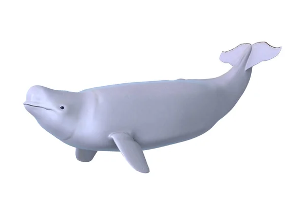 Rendering 3D Balena Bianca Beluga su Bianco — Foto Stock