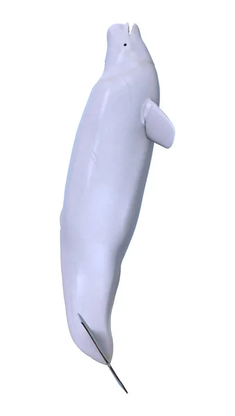 Redare 3D Beluga balenă albă pe alb — Fotografie, imagine de stoc