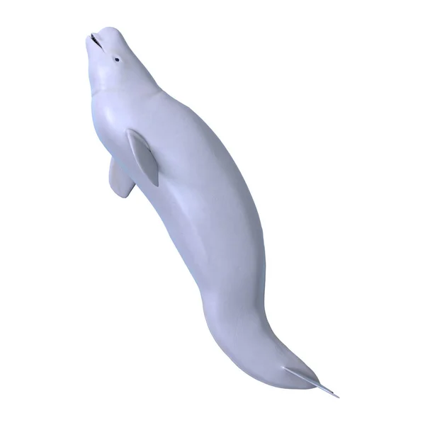 3D Rendering Beluga White Whale on White — Stock Photo, Image