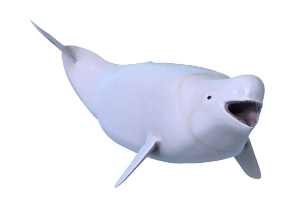 Rendu 3D béluga baleine blanche sur blanc — Photo