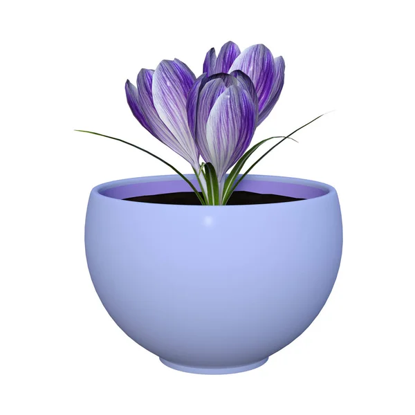 Rendering 3D Crocus viola su bianco — Foto Stock