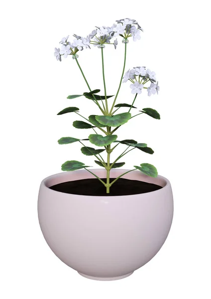 3D Rendering vaso di geranio su bianco — Foto Stock