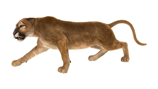 3D rendering stor katt Puma på vit — Stockfoto