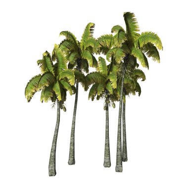 3D render Coconat palmiye ağaçlarının beyaz