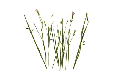 3D render kır çiçekleri beyaz