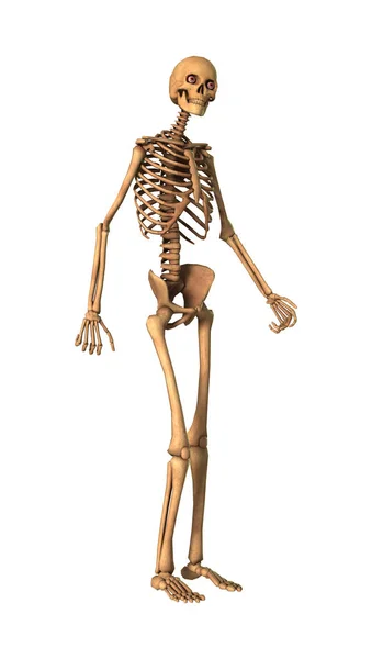 3D рендерингу людського скелета на білому — стокове фото