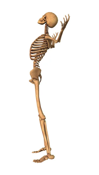 3D rendering mänskliga skelettet på vit — Stockfoto