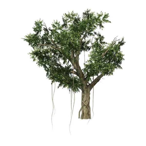 3D renderowania Banyan Tree biały — Zdjęcie stockowe