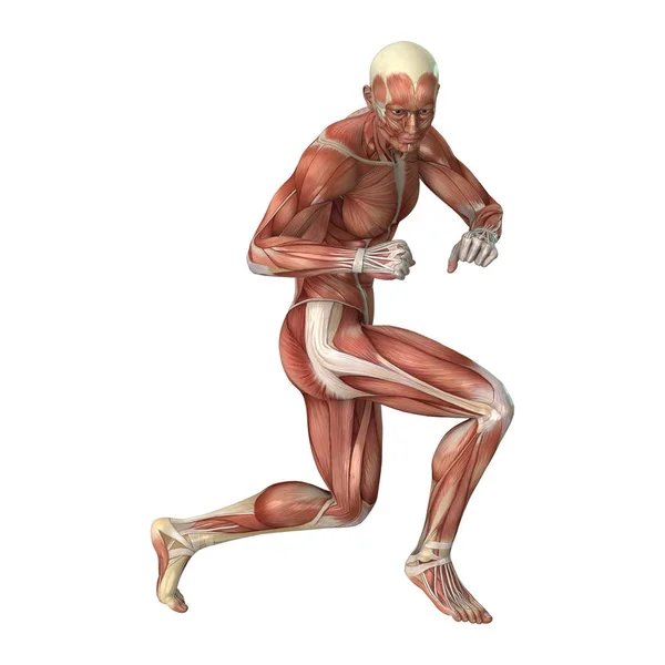 Representación 3D Figura Masculina Mapas Musculares en Blanco — Foto de Stock