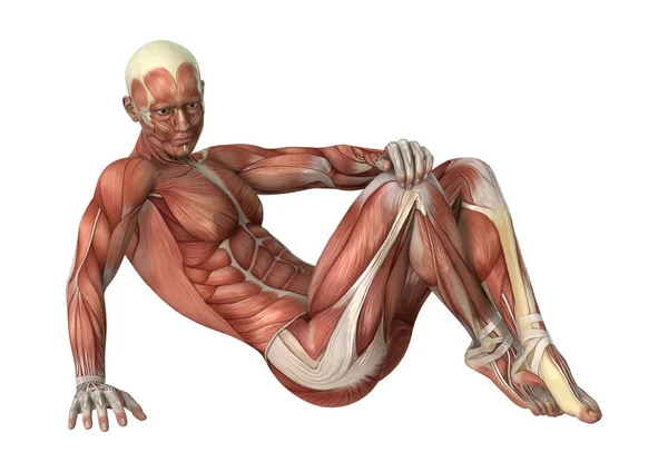 3D Rendering Male Figure Muscle Maps on White — Stock Photo, Image
