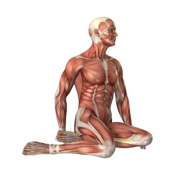 3D-рендеринг мужские фигурные мышцы карты на белом — стоковое фото