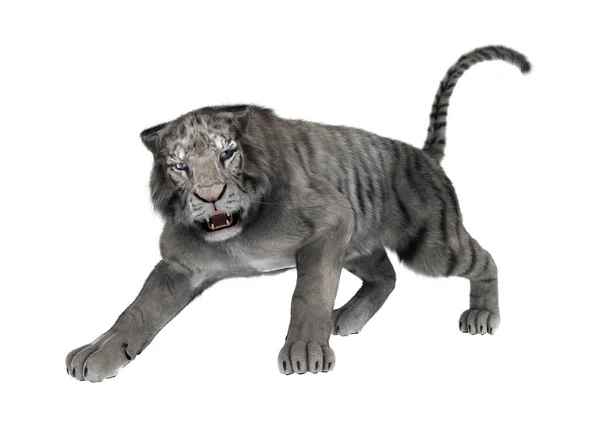 3D Rendering White Tiger on White — Stock Photo, Image