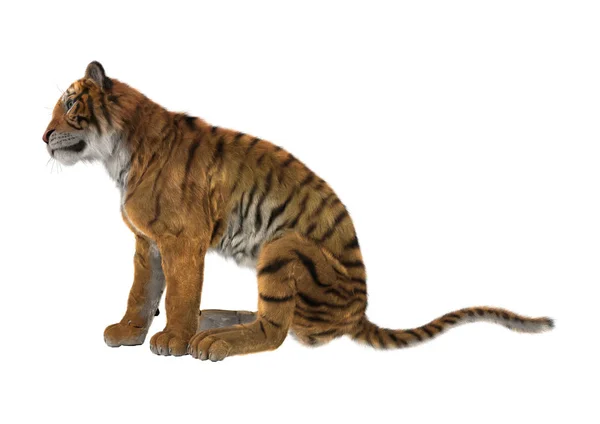 3D renderização Big Cat Tiger em Branco — Fotografia de Stock