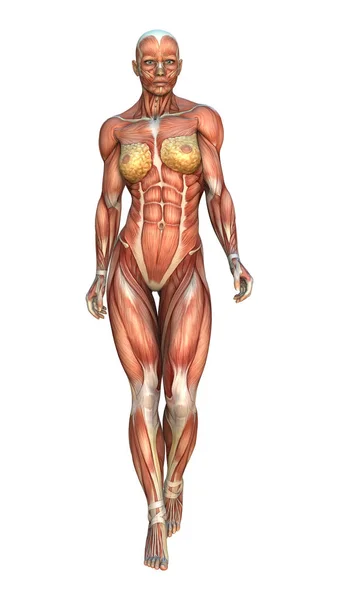 Mapy 3D renderowania mięśni — Zdjęcie stockowe