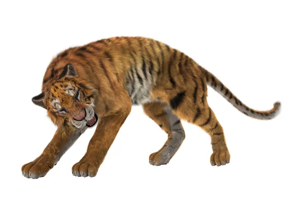 Rendu 3D Big Cat Tiger sur blanc — Photo