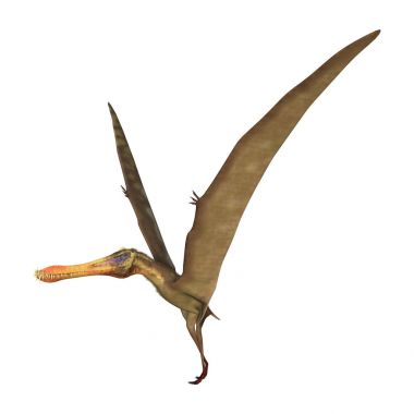 3D render Pterodactyl Anhanguera beyaz