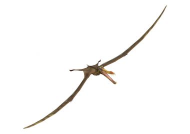 3D render Pterodactyl Anhanguera beyaz