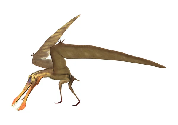 3D rendering Pterodactyl Anhanguera på vit — Stockfoto