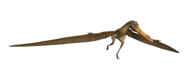 3D render Pterodactyl Anhanguera beyaz