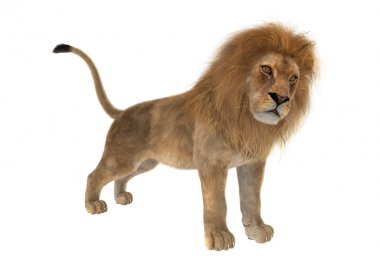 Beyaz üzerine 3D render erkek aslan