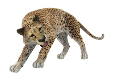 3D render Cheetah beyaz