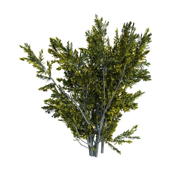 3D rendering kreosot Bush på vit — Stockfoto