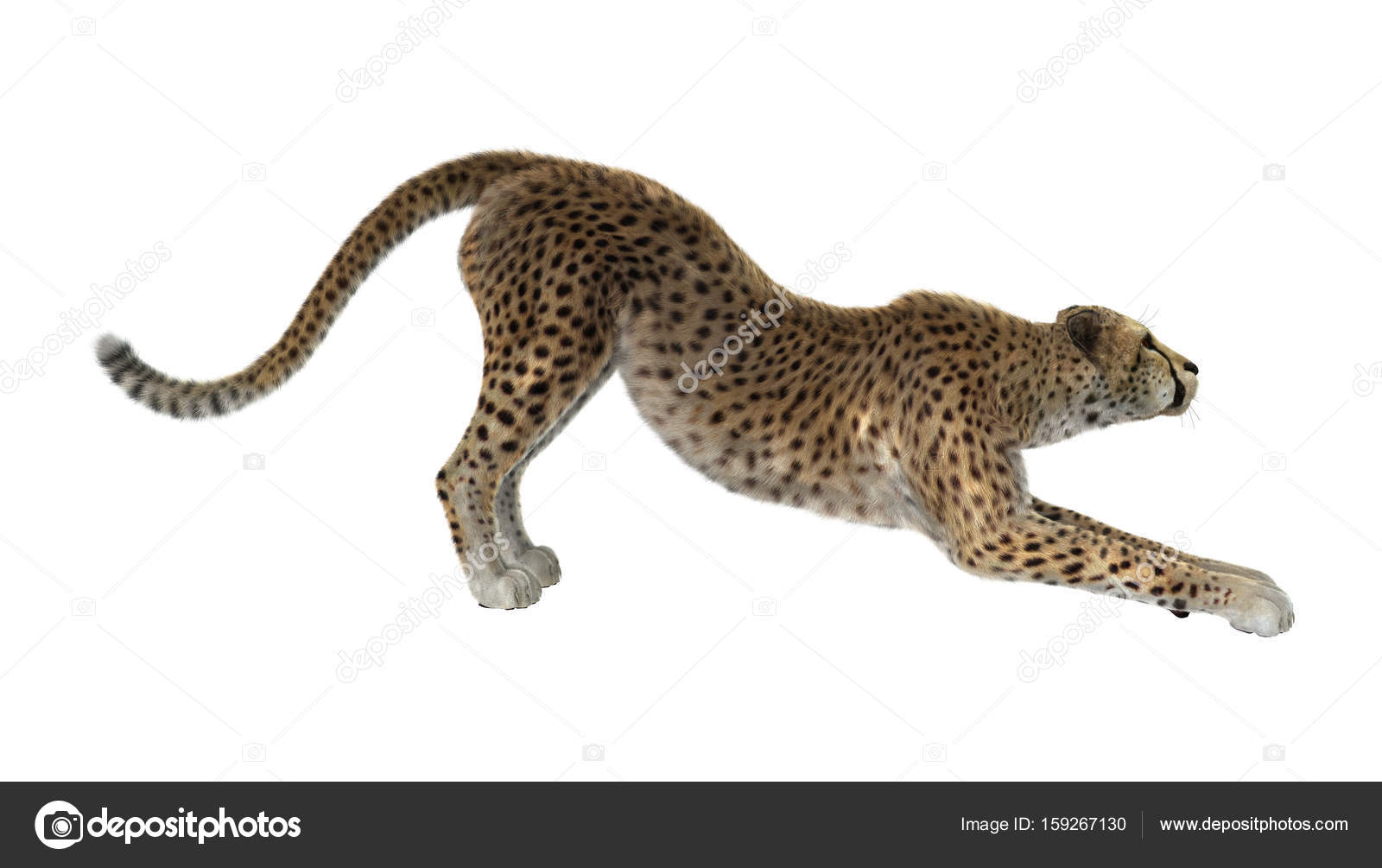 cheetah 3d google