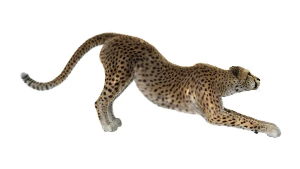 3D Rendering Cheetah on White — Stock Photo, Image