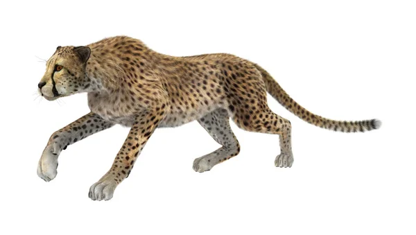 Representación 3D Cheetah en blanco — Foto de Stock