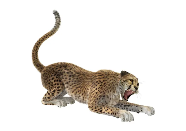 3D render Cheetah beyaz — Stok fotoğraf