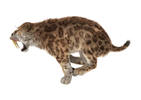 3D Rendering Saber Tooth Tiger on White — Stock Photo, Image