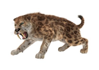 3D render Kılıç dişli kaplan beyaz