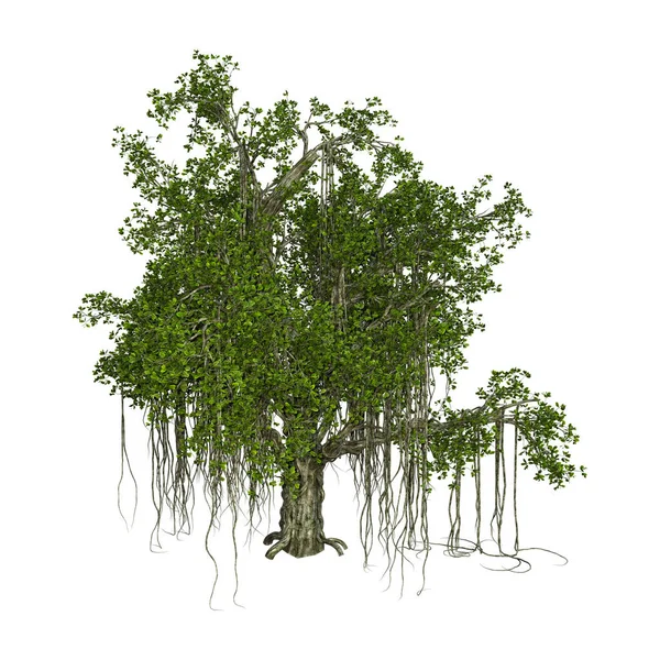 3D vykreslování Banyan strom na bílém — Stock fotografie