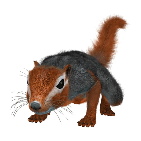 3D Rendering Red Bush Squirrel on White — Stock Photo, Image