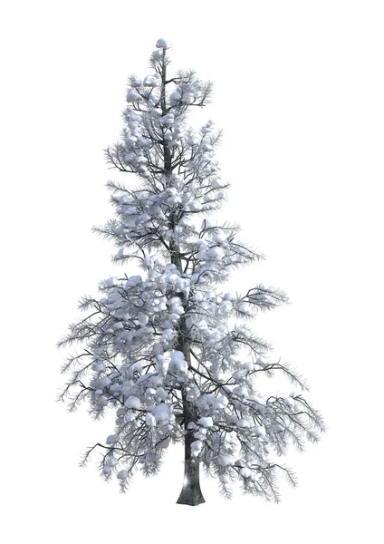 3D vykreslování smrk pod sněhem na bílém — Stock fotografie