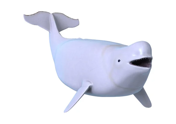 3D рендеринг Белуги Белый кит на белом — стоковое фото