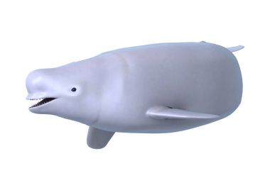 3D render beyaz beyaz balina beyaz