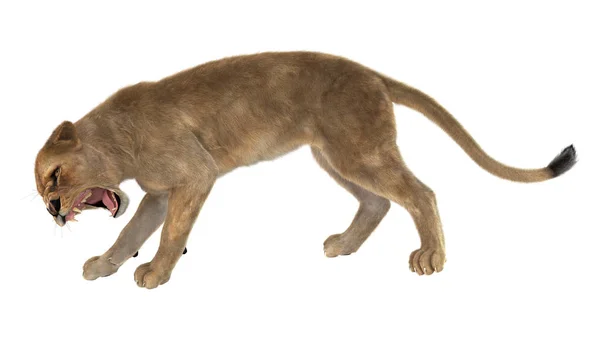 3D rendering nőstény oroszlán fehér — Stock Fotó