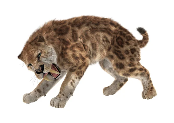 3D renderização sabre dente tigre no branco — Fotografia de Stock
