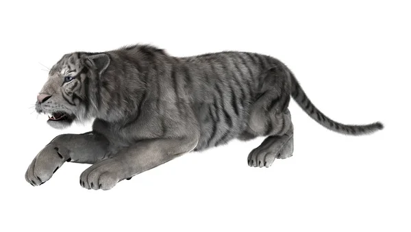 3D que rinde el tigre blanco en blanco —  Fotos de Stock