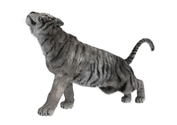 3D Rendering White Tiger on White — Stock Photo, Image