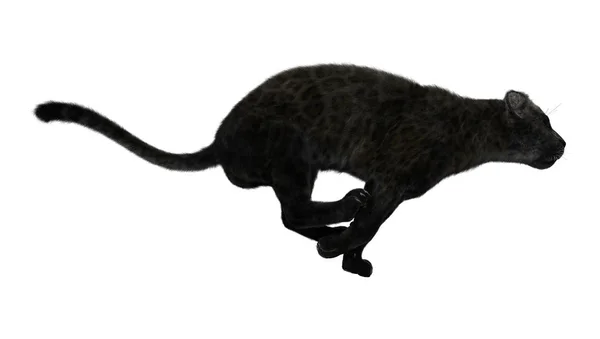 3D renderowania Czarna Pantera na białym — Zdjęcie stockowe