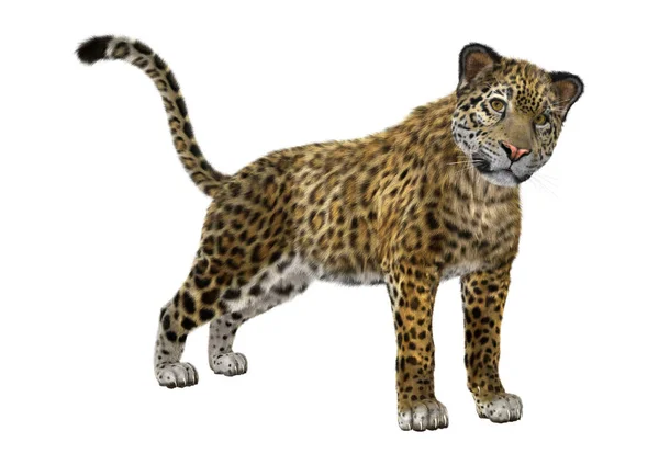 3d 渲染大猫捷豹在白色 — 图库照片