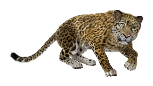 3D renderização Big Cat Jaguar em branco — Fotografia de Stock