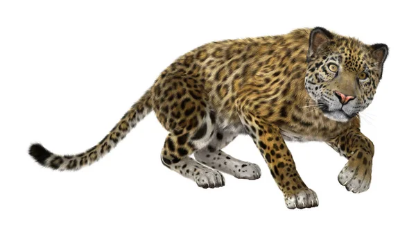 Representación 3D Big Cat Jaguar en blanco — Foto de Stock