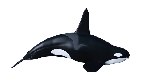 3d 渲染逆戟鲸虎鲸上白 — 图库照片