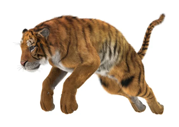 3D renderização Big Cat Tiger em Branco — Fotografia de Stock